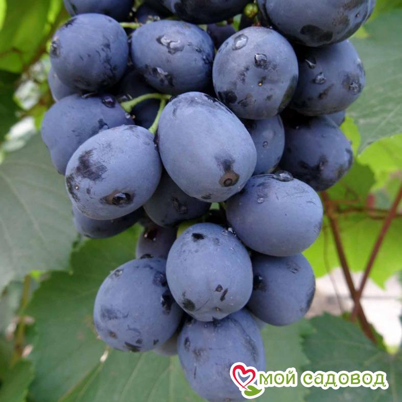 Виноград Забава
