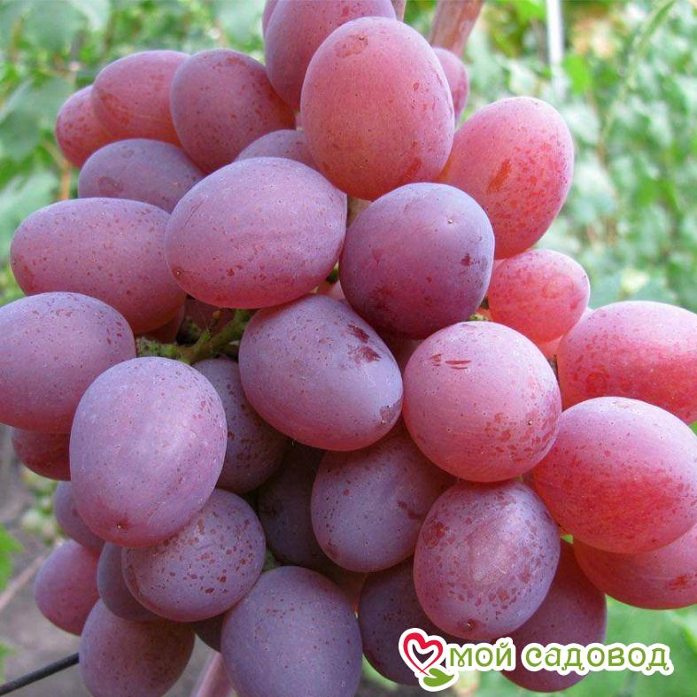Виноград Рута