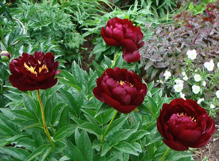 Пион Бакай Белл