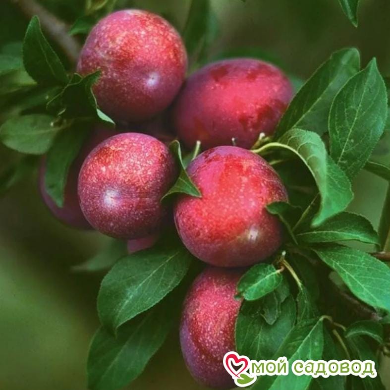 Слива Оцарк Премьер