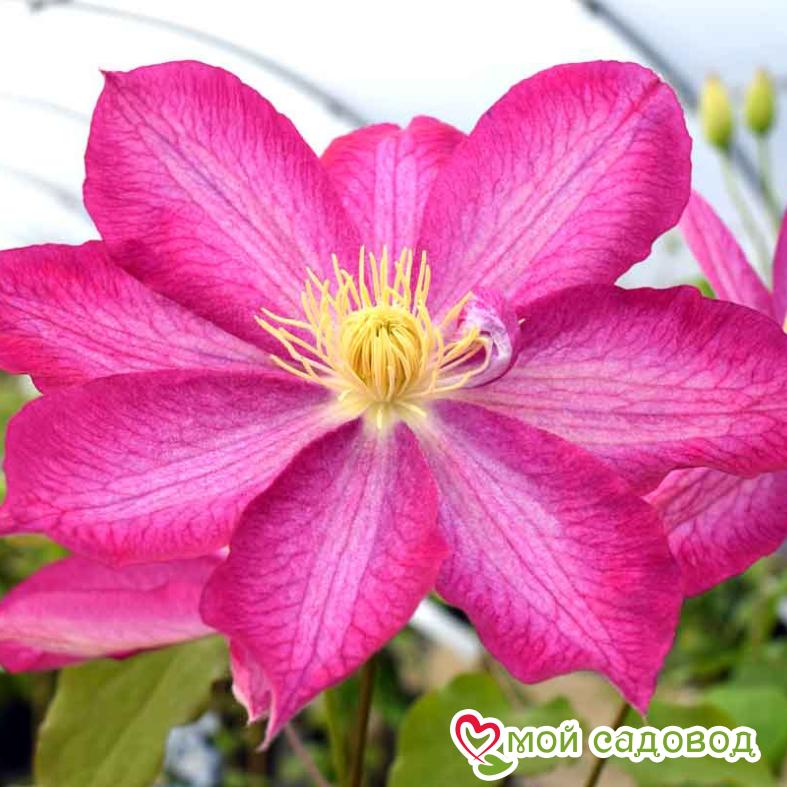 Клематис Асао ЗКС