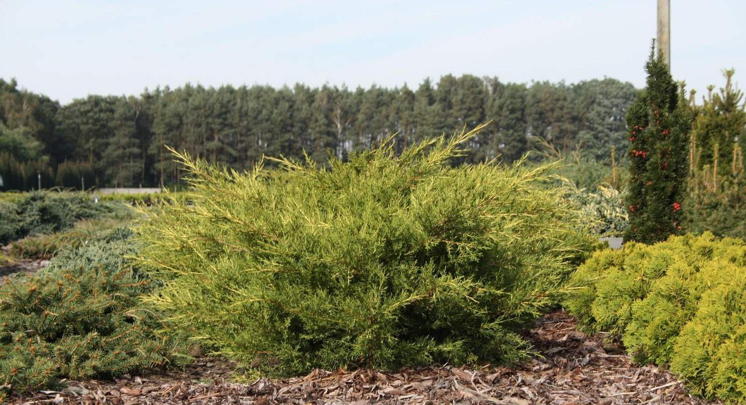 Можжевельник китайский Куривао Голд