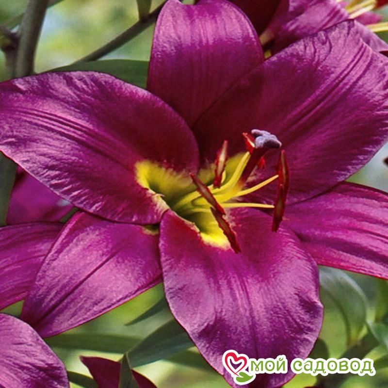 Лилия ПУРПЛ ПРИНЦ — ОТ-гибрид