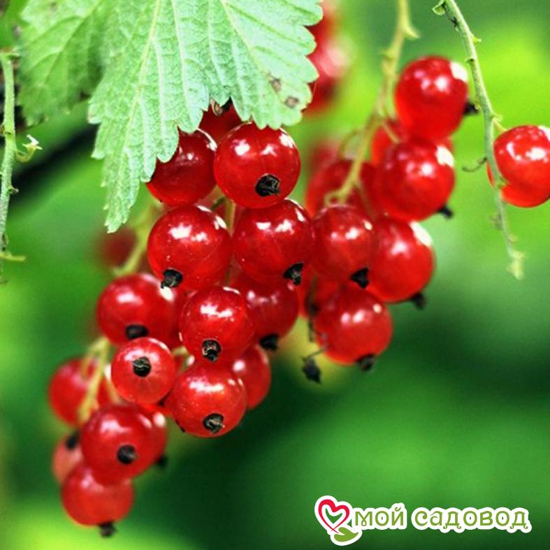 Красная смородина Натали