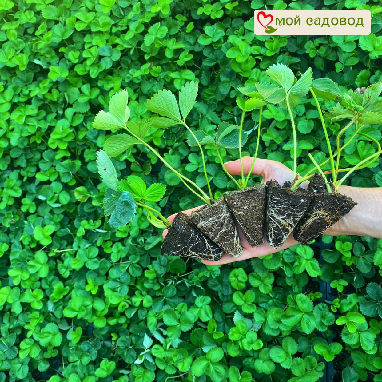 Клубника Джоли