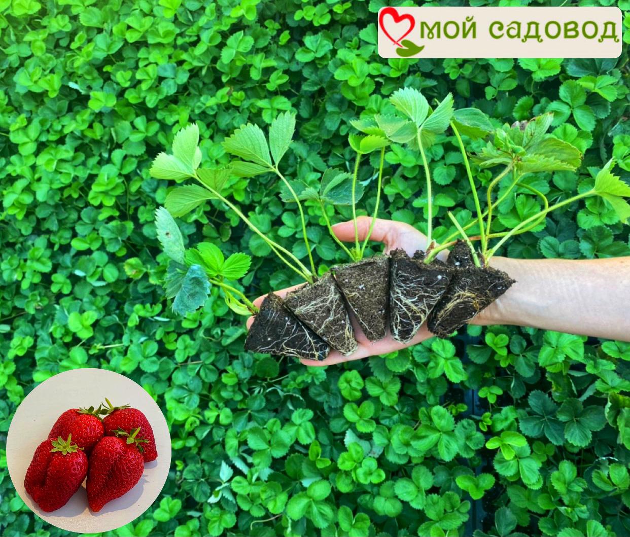 Земляника ремонтантная Али-Баба