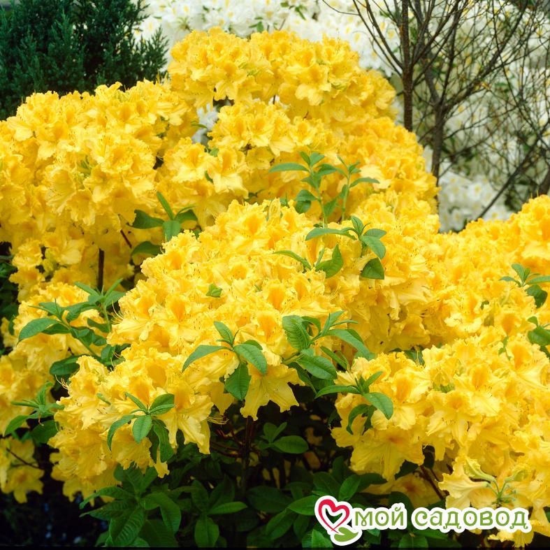 Азалия/Рододендрон листопадный Аннеке