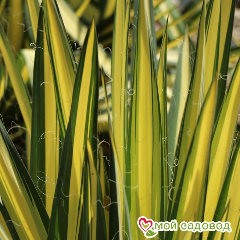 Юкка нитчатая Цветной караул