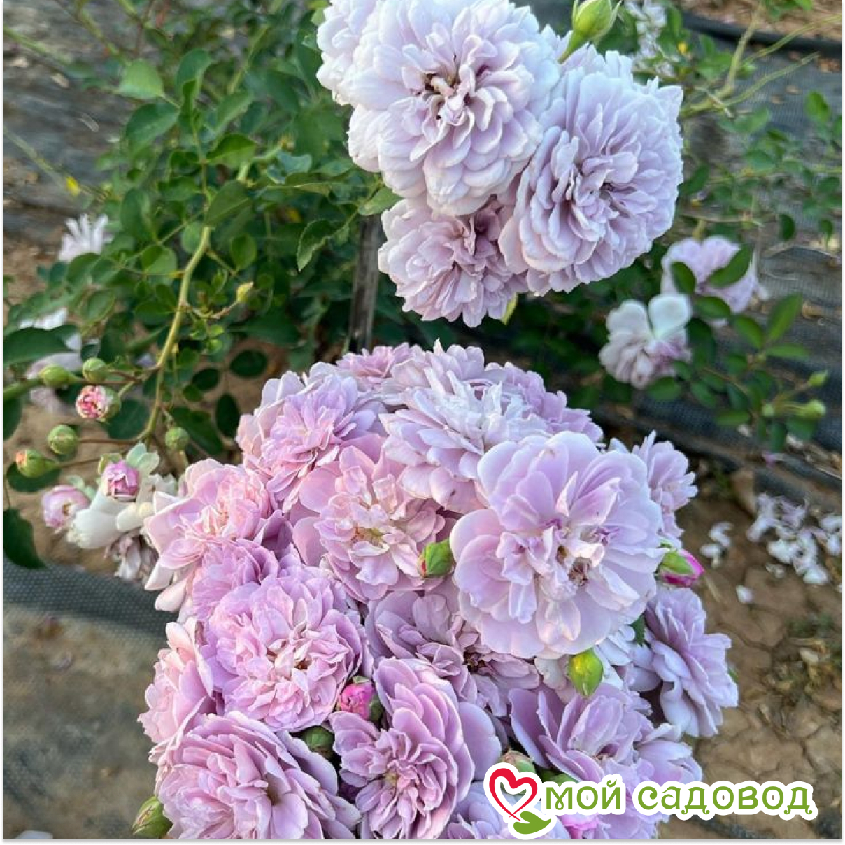 Роза Лавендер Букет