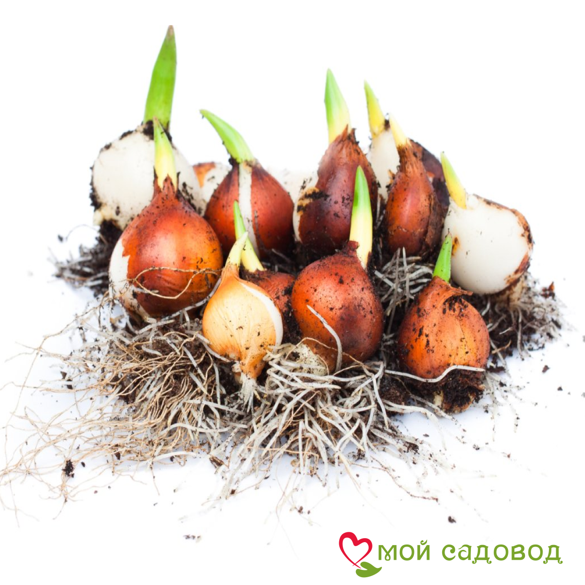 Тюльпан Бычий Глаз