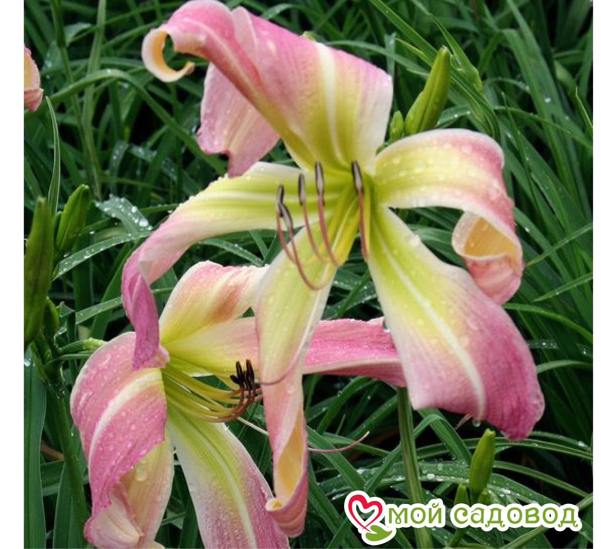 Лилия Коралловый рай