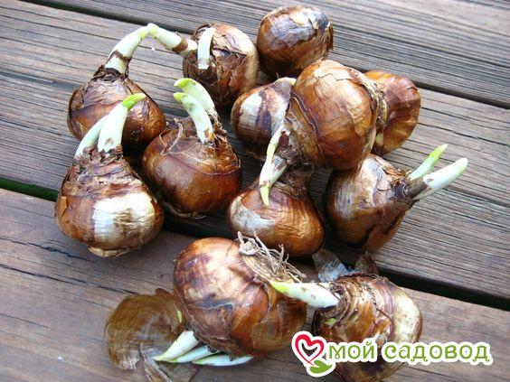 Нарцисс Амбер Глоу